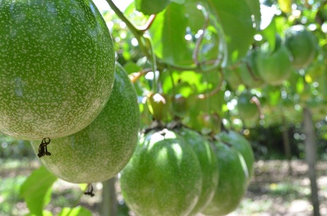 fruta agronomia