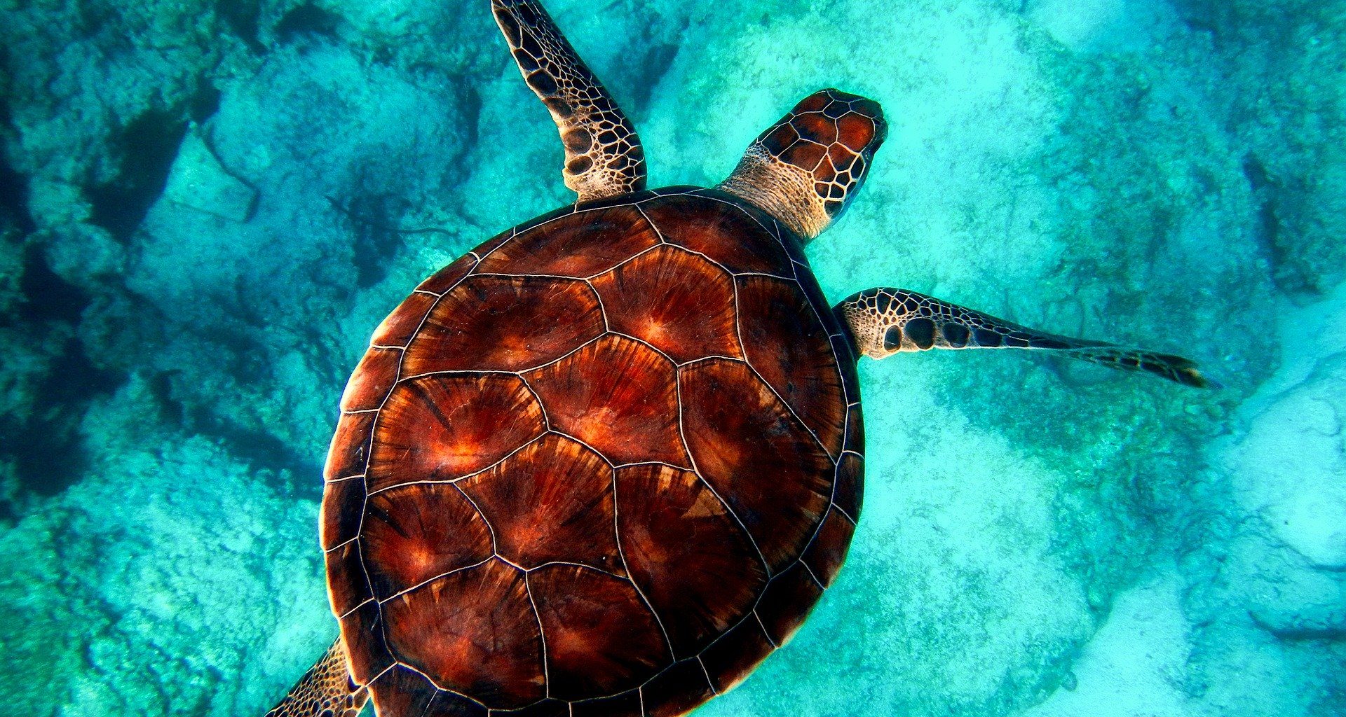 tartaruga biologia marinha