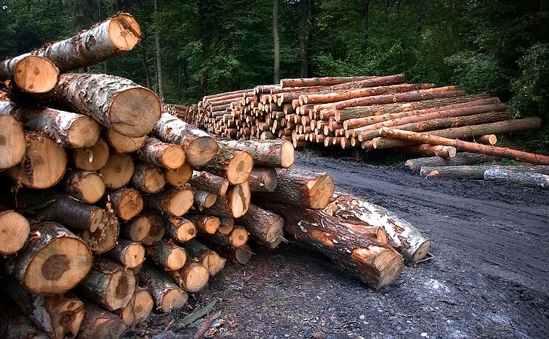madeira engenheiro florestal