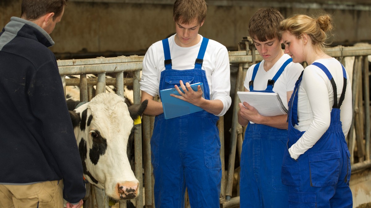 dois homens em pé ao lado de uma vaca fazendo anotações: faculdade de Zootecnia