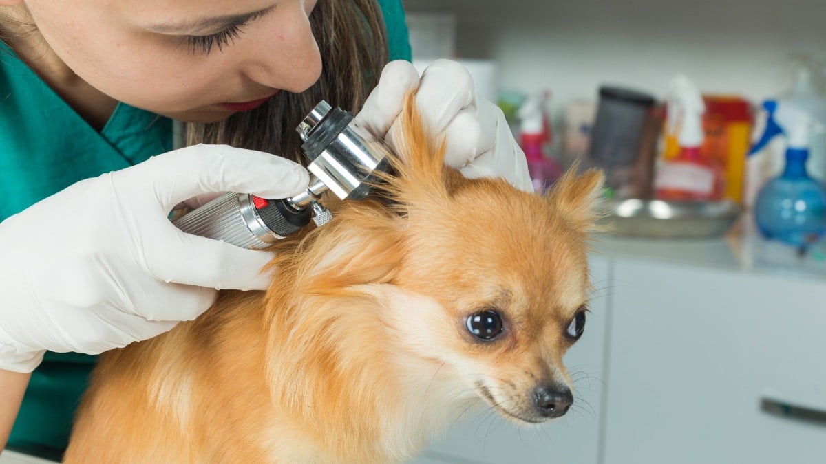 cãozinho sendo examinado: medicina veterinária